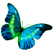 papillons (23).gif